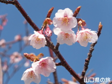 薄寒桜