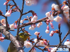 薄寒桜とメジロ