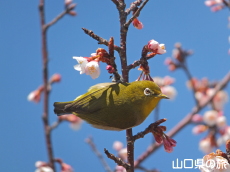 薄寒桜とメジロ