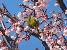 �������ƃ��W��