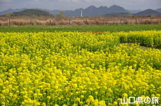 ���̉w����炠�����̍؂̉Ԕ�