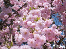 ���������{�̂������