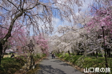 ���������{�̎}����2018