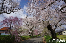 ���������{�̎}����2018