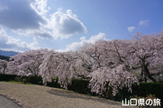 ���������{�̎}����2018