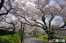 ���������{�̎}����2018