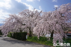 ���������{�̎}����2018