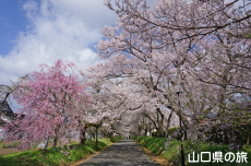 ���������{�̎}����2018