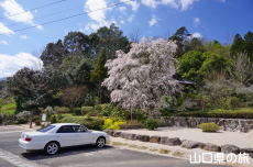 �Ɋy���̎}����