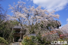 �Ɋy���̎}����