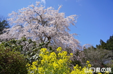 �Ɋy���̎}����