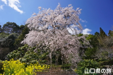 �Ɋy���̎}����