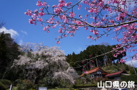 極楽寺の枝垂桜