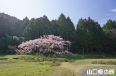 �̉Ƃ̎}����