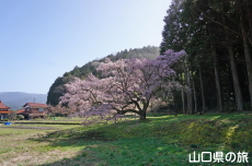 �̉Ƃ̎}����