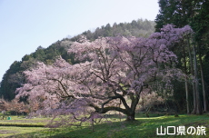 �̉Ƃ̎}����