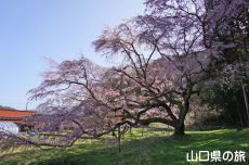領家の枝垂桜