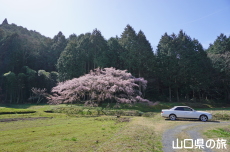 領家のしだれ桜