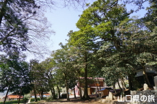 �ЎR�V�_�̒�