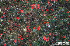 �ЎR�V�_�̒�