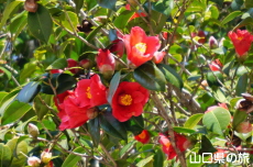 �ЎR�V�_�̒�