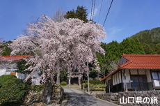 �ЎR�V�_�̂������