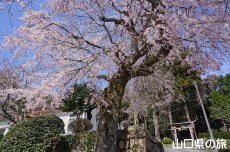 �ЎR�V�_�̂������