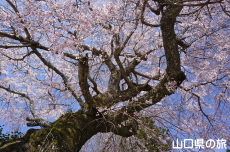 �ЎR�V�_�̂������