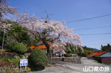 �ЎR�V�_�̂������