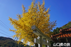 ���_�Ђ̃C�`���E