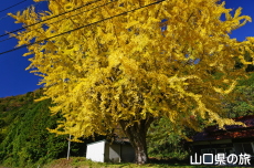 ���_�Ђ̃C�`���E