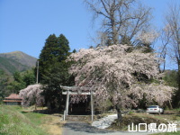 神角神社の枝垂桜