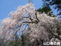 神角八幡宮の枝垂桜