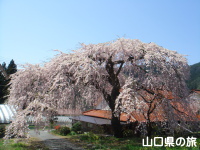 神角の枝垂桜