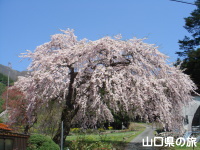 神角の枝垂桜