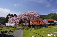 �_�p�̂������