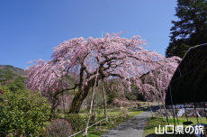 �_�p�̂������