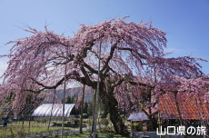 �_�p�̂������