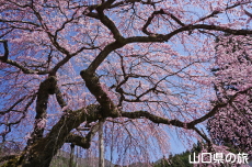 �_�p�̂������