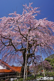 �_�p�̂������