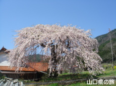 �_�p�̎}����