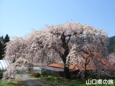 �_�p�̎}����