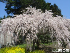 �_�p�̂������