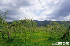 �F����񂲉�