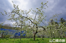 �F����񂲉�