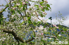 �F����񂲉��̂�񂲂̉�