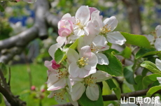 �F����񂲉��̂�񂲂̉�