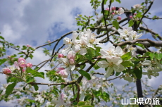 �F����񂲉��̂�񂲂̉�