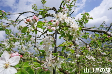 �F����񂲉��̂�񂲂̉�