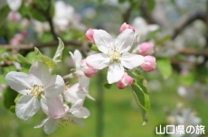 �F����񂲉��̂�񂲂̉�